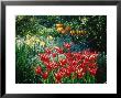 Tulipa Queen Of Prussia With Narcissus & Myosotis Ilmington Manor by Ron Evans Limited Edition Print