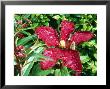 Clematis Niobe Crimson Flower With Penstemon by Juliet Greene Limited Edition Print