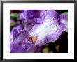 Bearded Iris Blue Shimmer Flower With Blue Mauve Falls And White Centre by James Guilliam Limited Edition Print