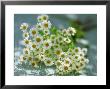 Feverfew by James Guilliam Limited Edition Pricing Art Print