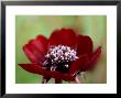 Frosted Flower Of Cosmos Atrosanguineus Black Cosmos by James Guilliam Limited Edition Print
