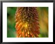 Kniphofia Uvaria Nobilis, Close-Up Of Flower Head by Lynn Keddie Limited Edition Print