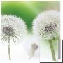 Dandelions by Sara Deluca Limited Edition Print