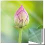 Lotus Bud by Sara Deluca Limited Edition Print