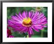 Aster Novae Angliae Lou Williams, Pink Flower Head, September by Lynn Keddie Limited Edition Pricing Art Print