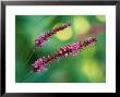 Persicaria Amplexicaulis, Close-Up Of Pink Flowers, September by Lynn Keddie Limited Edition Print