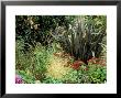 Phormium, Miscanthus Sinensis, Deschampsia Cespitosa And Sedum Growing Together, September by Lynn Keddie Limited Edition Pricing Art Print