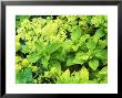 Origanum Vulgare Gold Tip And Alchemilla Mollis Summer by Lynn Keddie Limited Edition Print