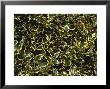 Ilex Aquifolium Handsworth New Silver by Michele Lamontagne Limited Edition Print