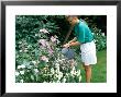 Woman Taking Weed Out Of Pond Using Rake Lythrum by Jane Legate Limited Edition Print