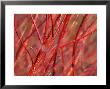 Red-Barked Dogwood by Susie Mccaffrey Limited Edition Pricing Art Print