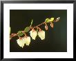 Leatherleaf, Flowers, Estonia by Niall Benvie Limited Edition Print