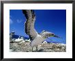 Australian Gannet, Juvenile, New Zealand by Tobias Bernhard Limited Edition Pricing Art Print