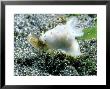 Nudibranch, Feeding On Sea Hare, Epi Vanuatu by Tobias Bernhard Limited Edition Pricing Art Print