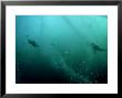 Gannets, Hunting, South Africa by Tobias Bernhard Limited Edition Print