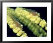 Bigmouth Triplefin On Whip Coral, Fiji by Tobias Bernhard Limited Edition Pricing Art Print