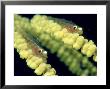 Bigmouth Triplefin On Whip Coral, Fiji by Tobias Bernhard Limited Edition Print