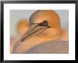 Australian Gannet, Portrait, New Zealand by Tobias Bernhard Limited Edition Print