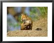 Red Fox, Cub Sitting Outside, Colorado by David Boag Limited Edition Print