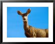 Mule Deer, Looking, Colorado by David Boag Limited Edition Pricing Art Print