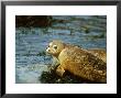 Common Seal, Resting On Rock by David Boag Limited Edition Print