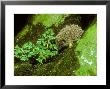 Hedgehog, Erinaceus Europaeus by David Boag Limited Edition Print