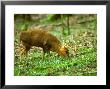 Muntjac Deer, Feeding by David Boag Limited Edition Print