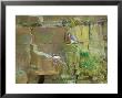Peregrine Falcon At Nest With Prey For Young by David Boag Limited Edition Print