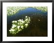 Water Crow Foot, April, Spain by Werner Bollmann Limited Edition Pricing Art Print