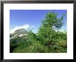 European Larch, June, Switzerland by Werner Bollmann Limited Edition Pricing Art Print