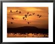 Lesser Flamingo, Flying At Dawn, Lake Turkana, Kenya by David W. Breed Limited Edition Print