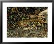 Giant Centipede, New Zealand by Robin Bush Limited Edition Print