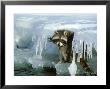 Raccoon, Procyon Lotor Along Icy Stream Montana by Alan And Sandy Carey Limited Edition Print