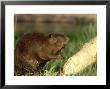 Beaver, Castor Canadensis Near Tree After Cut Down Minnes Ota by Alan And Sandy Carey Limited Edition Print