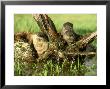 River Otter, Lutra Canadensis With Kits Along Stream Montana, Usa by Alan And Sandy Carey Limited Edition Print