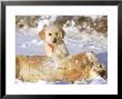 Golden Retriever, Playing In Winter by Alan And Sandy Carey Limited Edition Print