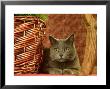 Grey Cat Relaxing, Usa by Alan And Sandy Carey Limited Edition Print