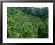 Pepper Plant Crop, Borneo by David Cayless Limited Edition Print