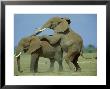 African Elephant, Male Mounting Male, Kenya by Martyn Colbeck Limited Edition Print