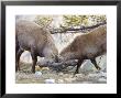 Ibex, Young Males Fighting, Switzerland by David Courtenay Limited Edition Pricing Art Print