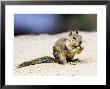Beecheys Ground Squirrel, Feeding On Ground, California, Usa by David Courtenay Limited Edition Print