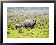 Indian Rhinoceros, Mother And Calf, Assam, India by David Courtenay Limited Edition Print