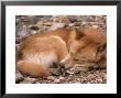 Dingo, Sleeping, Australia by Daniel Cox Limited Edition Print