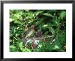 Cedar Waxwing, Feeding Young, Illinois by Daybreak Imagery Limited Edition Print