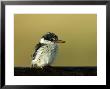 Striped Kingfisher, Kenya by Kenneth Day Limited Edition Print