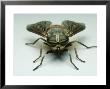 Horse Fly, Tabanus Sulcifrons Female Showing Refractive Colour Banding On Eyes, Ohio by David M. Dennis Limited Edition Print