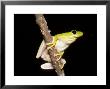 Green Tree Frog by David M. Dennis Limited Edition Pricing Art Print