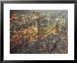 Petroglyphs, Indian Rock Art by David M. Dennis Limited Edition Pricing Art Print