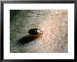 Bedbug by David M. Dennis Limited Edition Print