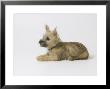 Cairn Terrier Puppy, 4 Months Old by David M. Dennis Limited Edition Pricing Art Print
